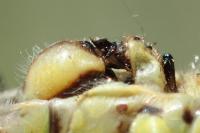 Gomphus pulchellus