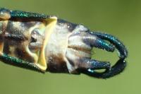 Calopteryx xanthostoma