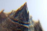 Crocothemis erythraea