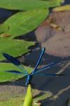 Calopteryx splendens