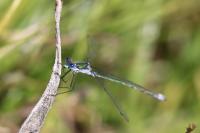 Leste- gpe sponsa / dryas