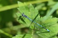 Coenagrion puella