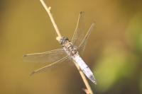 Orthetrum cancellatum