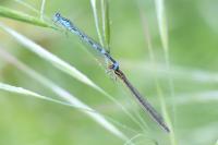 Coenagrion mercuriale