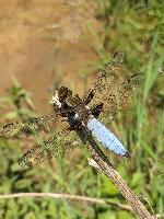 Libellula depressa