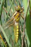 Libellula depressa