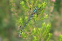 Lestes dryas