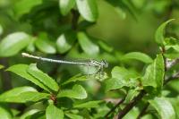 Platycnemis pennipes