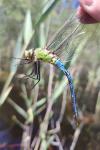 Anax imperator