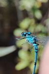 Coenagrion puella