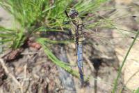 Orthetrum cancellatum