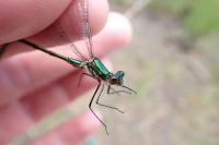 Lestes dryas