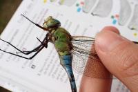 Anax imperator