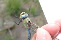 Anax imperator