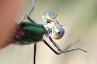 Lestes dryas