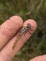 Trithemis annulata