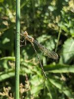 Chalcolestes viridis
