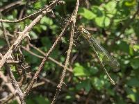 Chalcolestes viridis