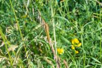 Orthetrum cancellatum