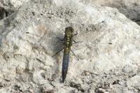 Orthetrum cancellatum