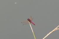 Trithemis annulata