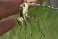 Chalcolestes viridis