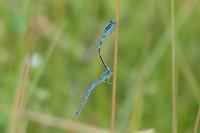 Coenagrion scitulum