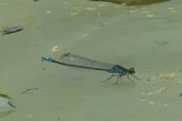 Erythromma viridulum