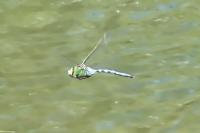 Anax imperator