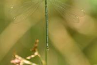 Chalcolestes viridis