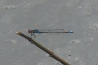 Erythromma viridulum