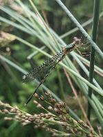 Chalcolestes viridis
