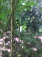Chalcolestes viridis