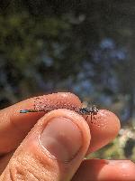 Erythromma viridulum