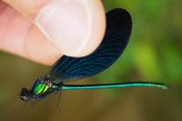 Calopteryx virgo meridionalis