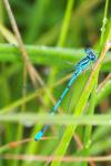 Coenagrion puella