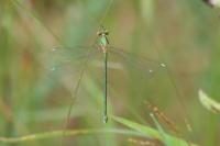 Chalcolestes viridis