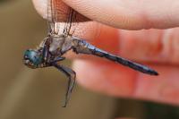 Orthetrum coerulescens