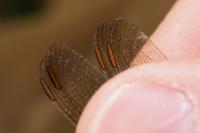 Orthetrum coerulescens