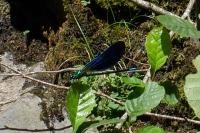 Calopteryx virgo meridionalis