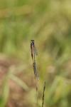 Erythromma viridulum