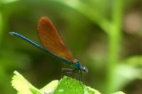 Calopteryx virgo meridionalis