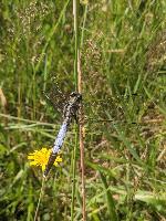 Orthetrum albistylum