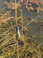 Orthetrum brunneum