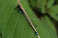 Erythromma viridulum