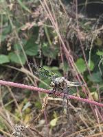 Libellula quadrimaculata