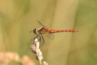 Sympetrum sanguineum