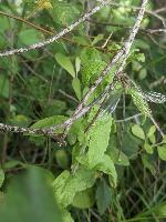 Chalcolestes viridis
