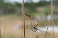 Ceriagrion tenellum