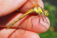 Sympetrum striolatum